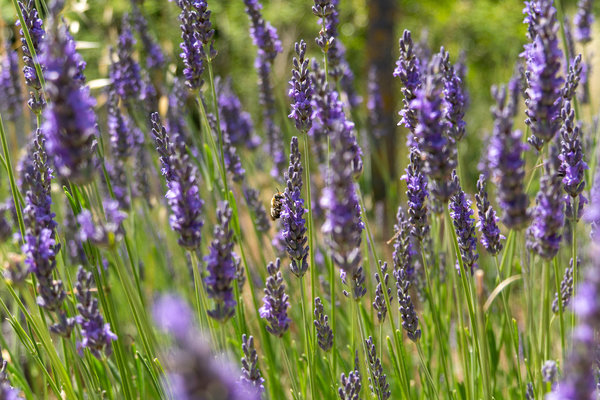 Biologische Lavendelolie Bulgarije